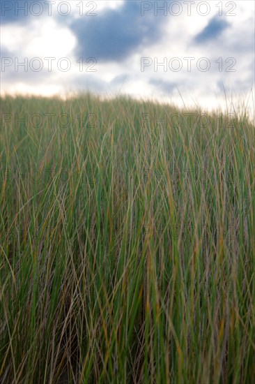 Le Touquet Paris Plage, dunes above the beach