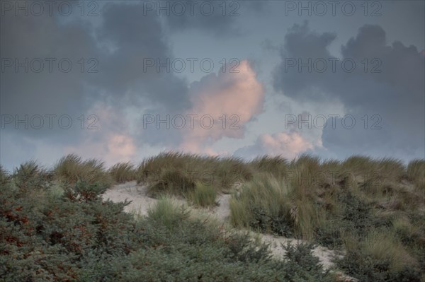 Le Touquet Paris Plage, dunes au dessus de la plage