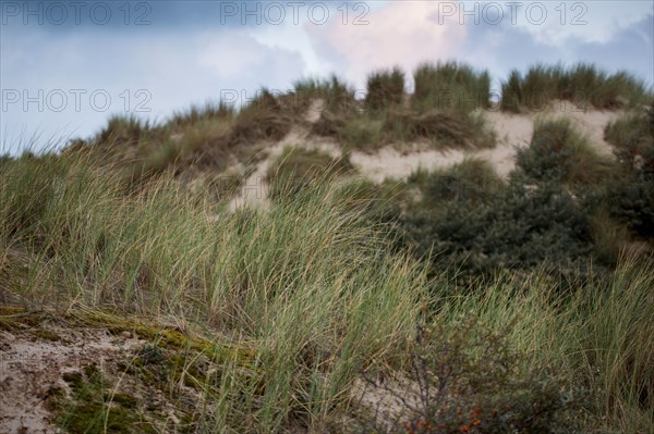 Le Touquet Paris Plage, dunes au dessus de la plage