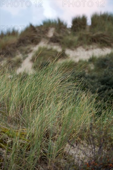 Le Touquet Paris Plage, dunes au dessus de la plage