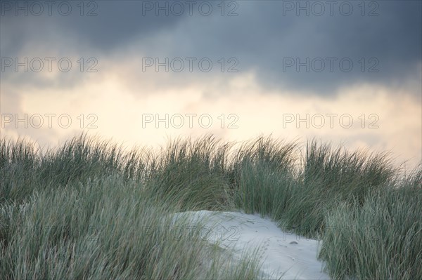 Le Touquet Paris Plage, dunes above the beach