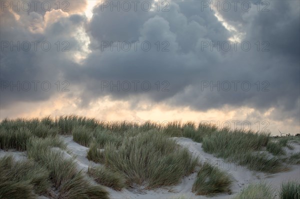 Le Touquet Paris Plage, dunes au dessus de la plage