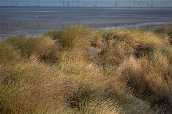 Le Touquet Paris Plage, dunes au dessus de la plage