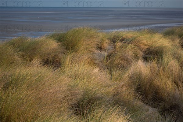 Le Touquet Paris Plage, dunes au dessus de la plage