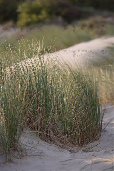 Le Touquet Paris Plage, dunes au dessus de la plage