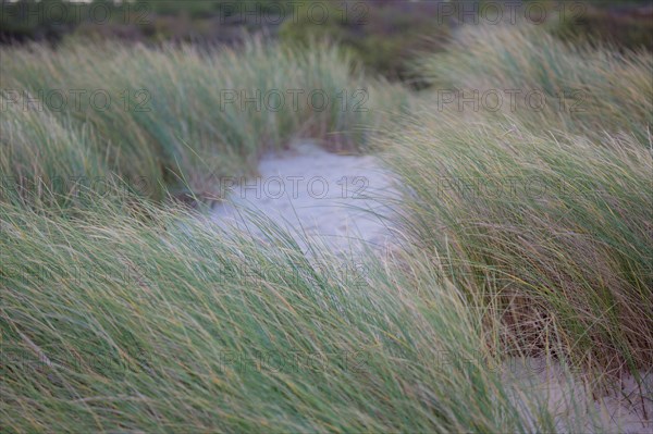 Le Touquet Paris Plage, dunes au dessus de la plage