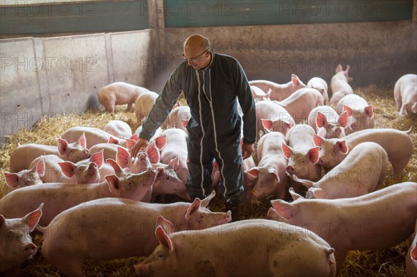 Ambrumesnil, Le Cochon Campagnard