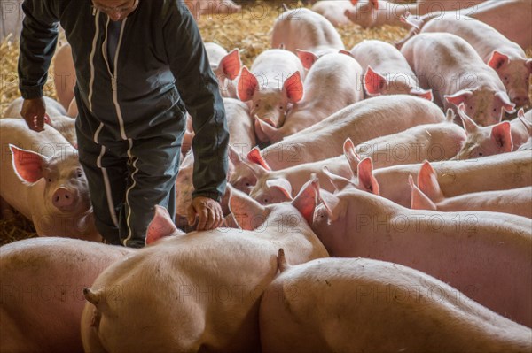 Ambrumesnil, Le Cochon Campagnard