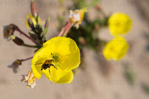 Merlimont Plage, abeille qui butine une fleur