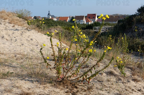 Merlimont Plage, sentier de découverte de la dune parabolique