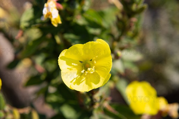 Merlimont Plage, dune like vegetation, evening primrose