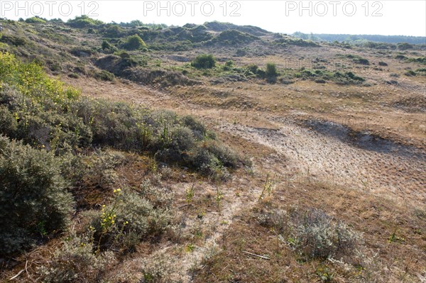 Merlimont Plage, sentier de découverte de la dune parabolique