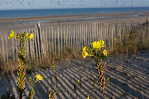 Merlimont Plage, bande dunaire sur le front de mer, fleurs d'onagre