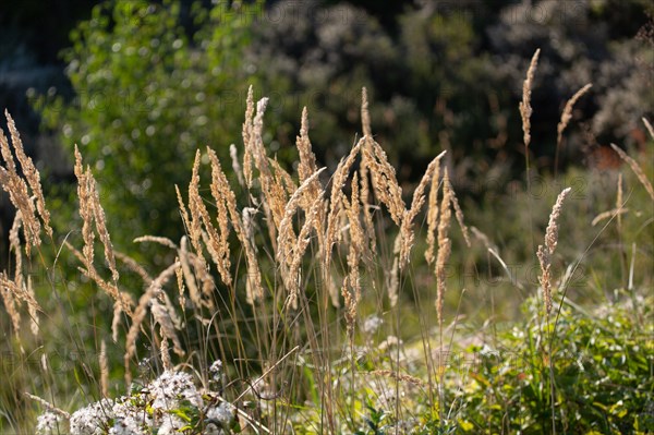 Merlimont Plage, educational trail