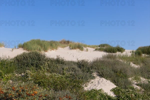 Merlimont Plage, bande dunaire sur le front de mer