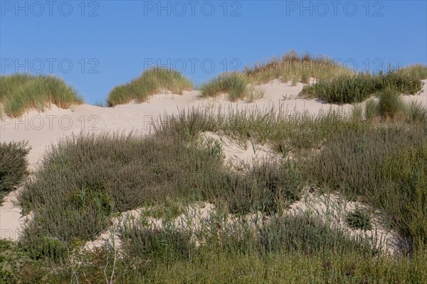 Merlimont Plage, bande dunaire sur le front de mer