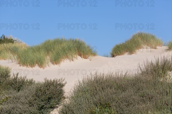 Merlimont Plage, bande dunaire sur le front de mer