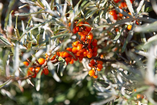 Merlimont Plage, vegetation dunaire, buckthorn