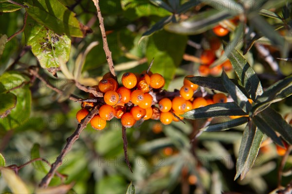 Merlimont Plage, vegetation dunaire, buckthorn