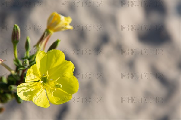 Merlimont Plage, dune like vegetation, evening primrose