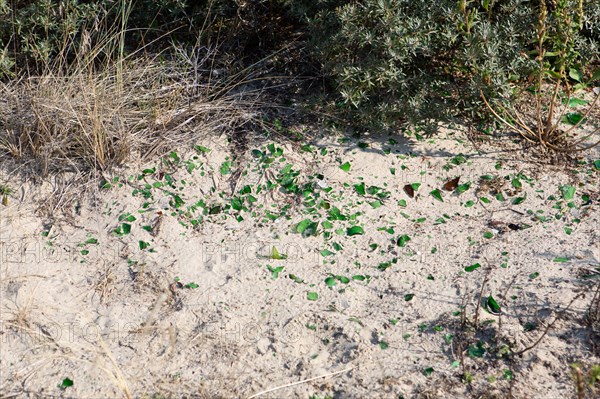 Merlimont Plage, Stella-Merlimont dunes