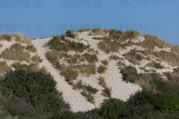 Merlimont Plage, dunes de Stella-Merlimont - Gilles Targat-Photo12