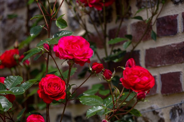 Veules-les-Roses, Moulin des Cressonnières