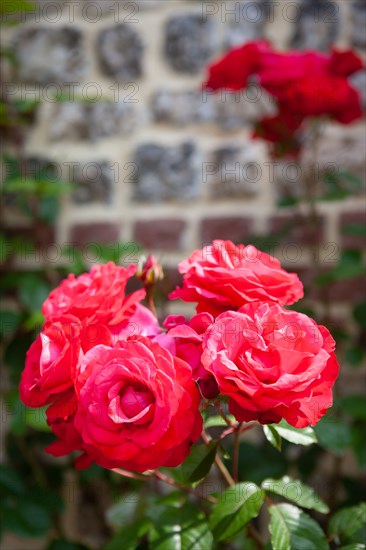 Veules-les-Roses, Moulin des Cressonnieres