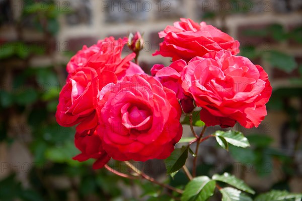 Veules-les-Roses, Moulin des Cressonnieres