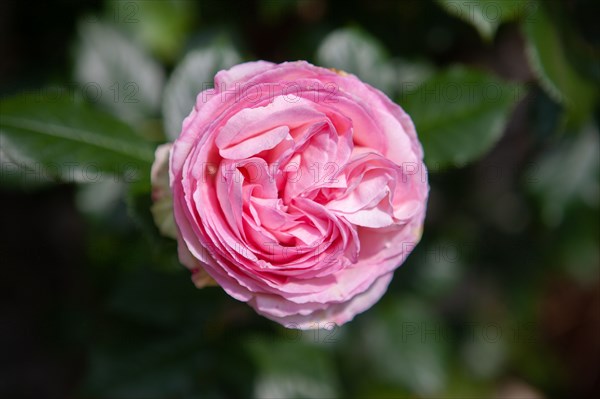 Veules-les-Roses, Moulin des Cressonnieres