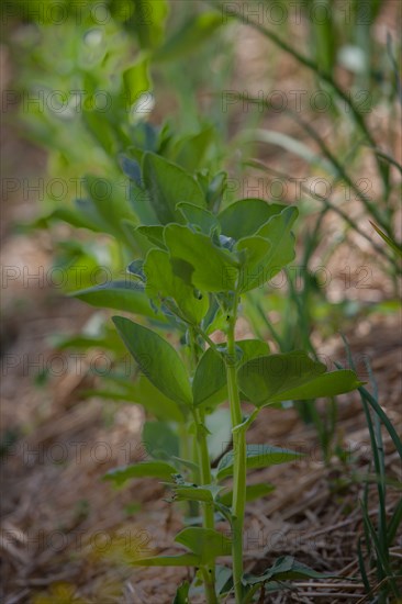 Campigny, hotel restaurant Le Petit Coq aux Champs, permaculture vegatable garden