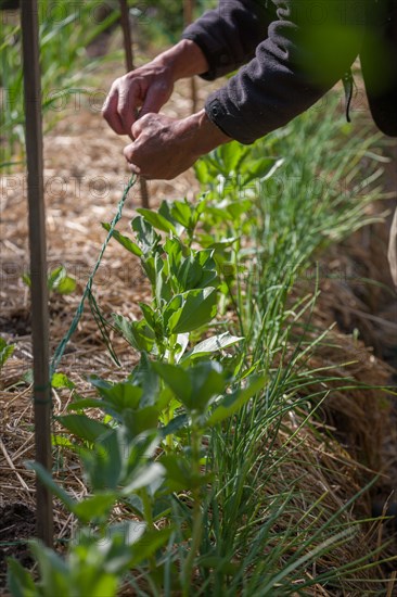 Campigny, hotel restaurant Le Petit Coq aux Champs, permaculture vegatable garden