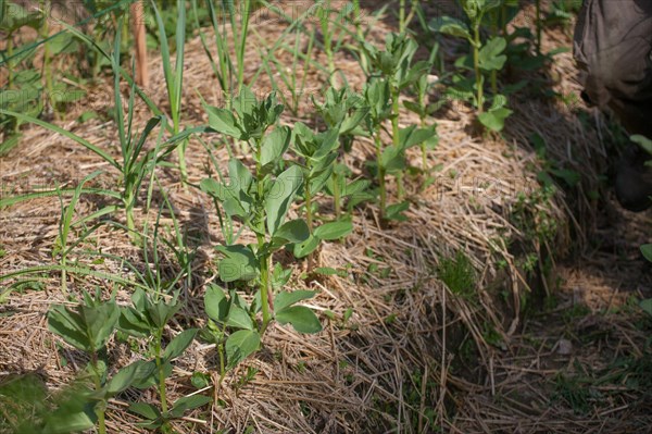 Campigny, hotel restaurant Le Petit Coq aux Champs, permaculture vegatable garden