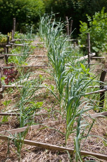 Campigny, hotel restaurant Le Petit Coq aux Champs, permaculture vegatable garden