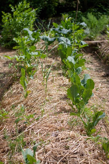 Campigny, hôtel restaurant Le Petit Coq aux Champs, potager en permaculture