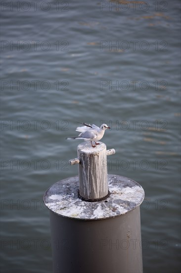 Paris, mouette sur la Seine