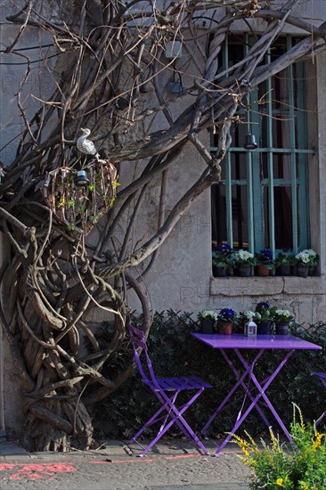 Paris, wisteria on the restaurant "Au Vieux Paris d'Arcole"