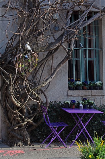 Paris, glycine du restaurant "Au Vieux Paris d'Arcole"