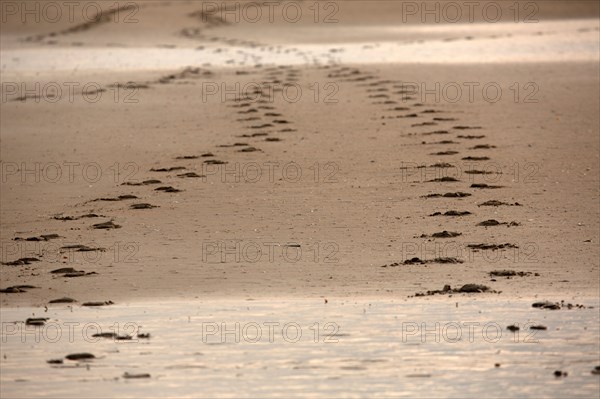 Deauville, beach