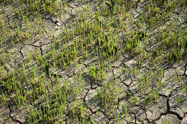 Deauville, dry land at the bottom of the Touques