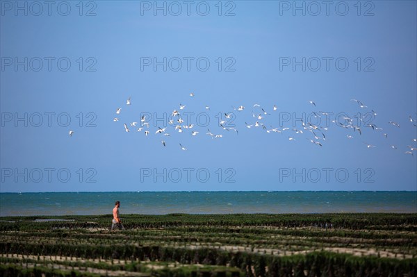 Côte de nacre, landing beaches