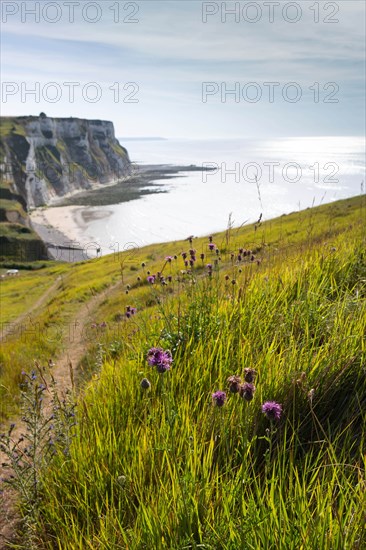 Saint-Martin-en-Campagne, Seine Maritime