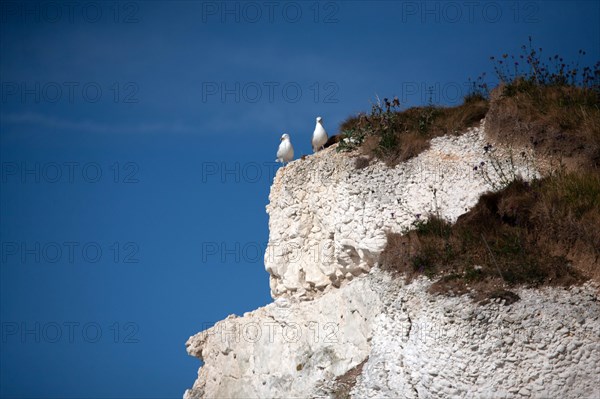 Saint-Martin-en-Campagne, Seine Maritime