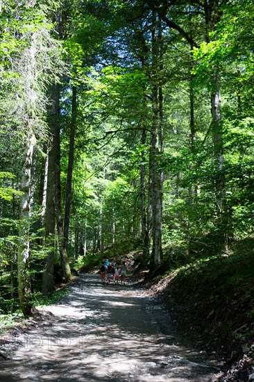 Montriond, Haute-Savoie, cascade d'Ardent