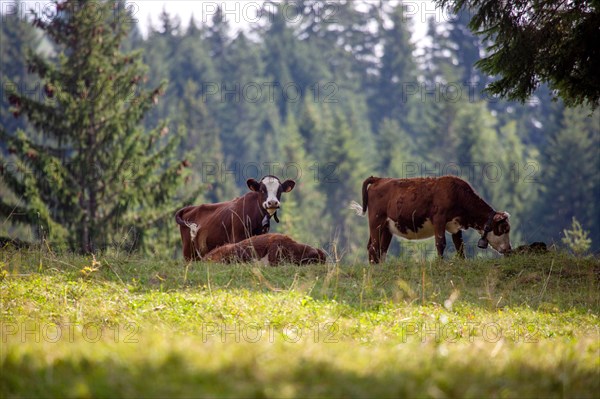 Morzine, Haute-Savoie