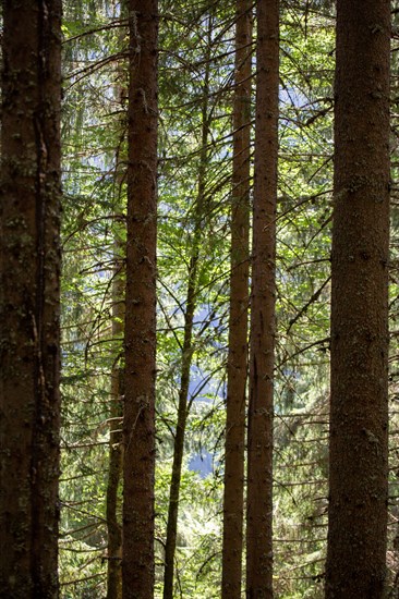 Morzine, Haute-Savoie