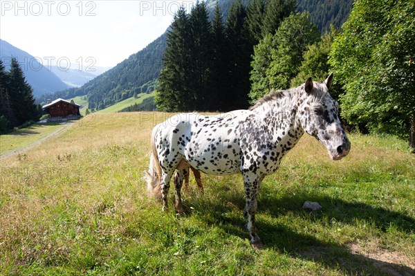 Morzine, Haute-Savoie, along the Dranse river in Morzine from the Lac des Mines d'Or