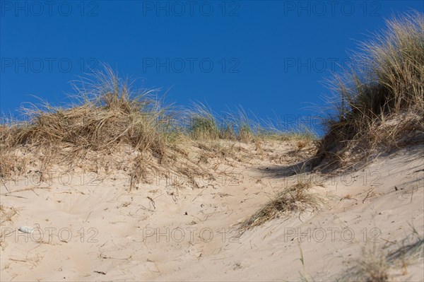 Sand dunes of Biville (Manche)