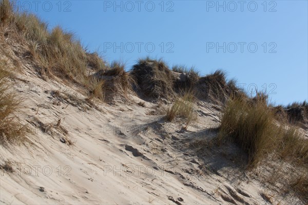 Sand dunes of Biville (Manche)