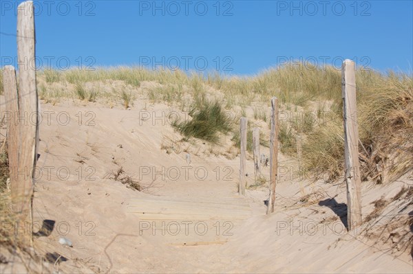 Dunes de Biville (Manche)